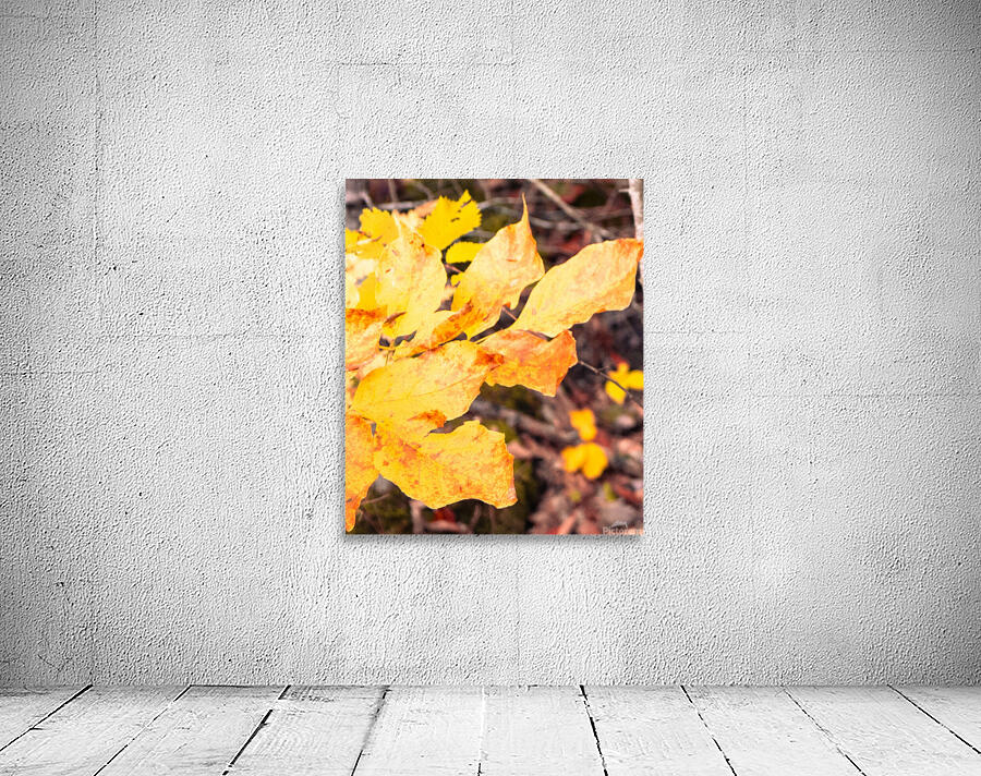 Autumn Leaves Wall Preview
