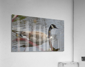Canada Goose Acrylic Print