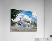 Wild Pup Speeding Through Town Acrylic Print