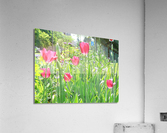 P1000267 Acrylic Print