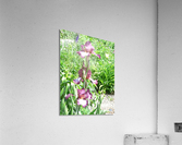 P1000270 Acrylic Print