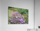 P1000268 Acrylic Print