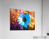 Beautiful Colored Flowers Acrylic Print