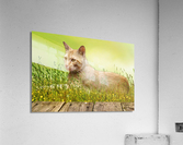 Bucky Relaxing Acrylic Print