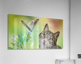 tabby and dragonfly Acrylic Print