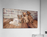 four cats Acrylic Print