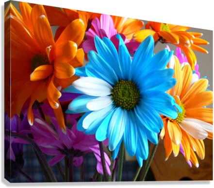 Beautiful Colored Flowers Canvas Print