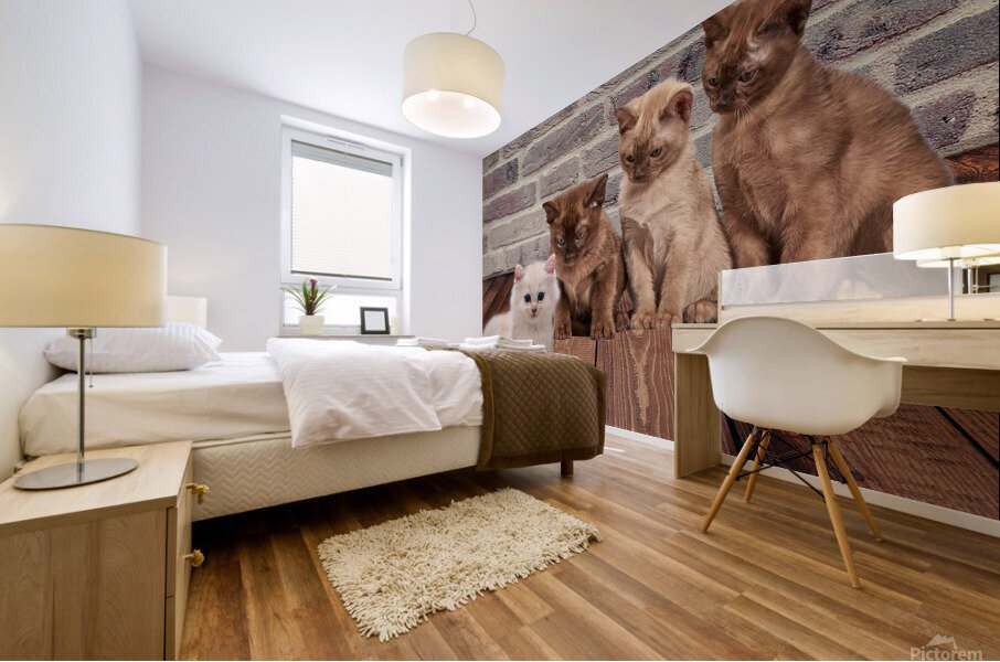 four cats Mural print
