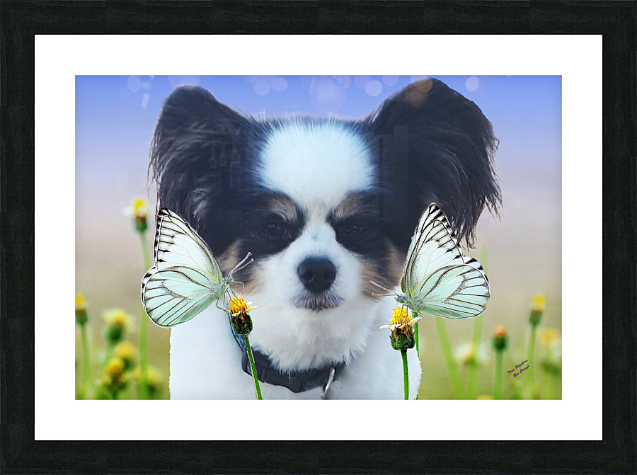 Three Papillons Picture Frame print