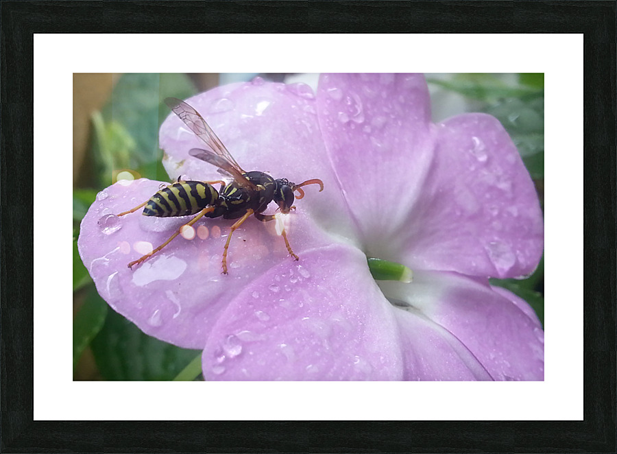 Yellow jacket bee and violet Picture Frame print