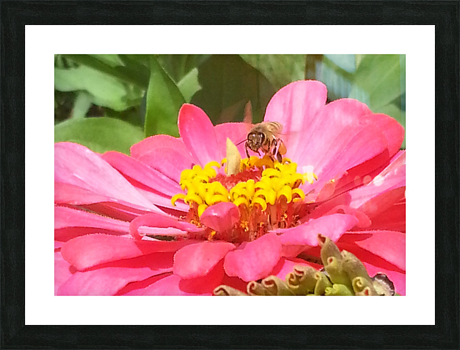 Bee on Flower Picture Frame print