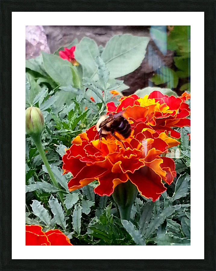 Bee pollinating Picture Frame print