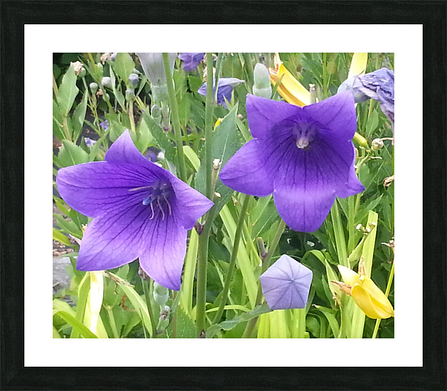GLADIOLUS Picture Frame print