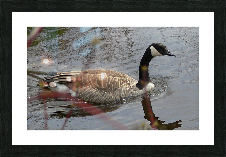 Canada Goose Picture Frame print