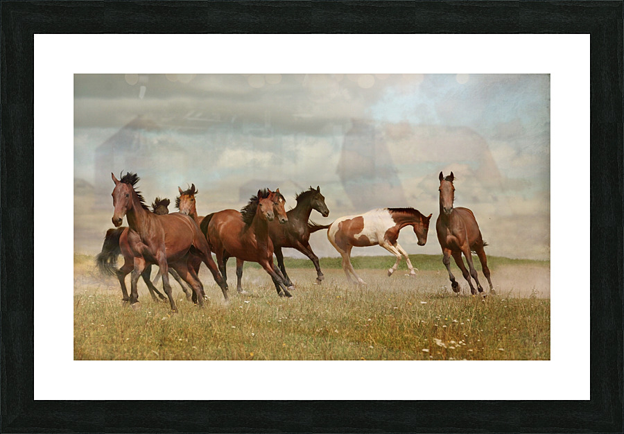 Mustangs Picture Frame print