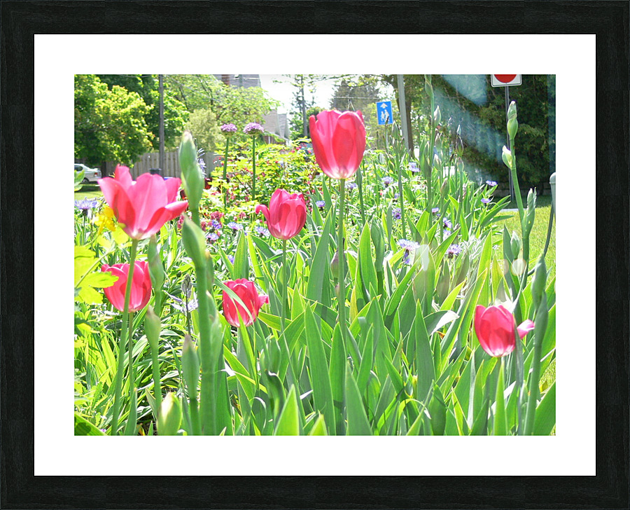 P1000267 Picture Frame print