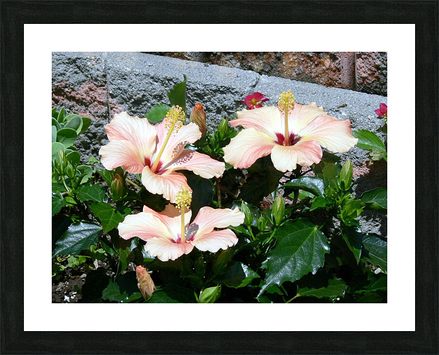 P1000271 Picture Frame print