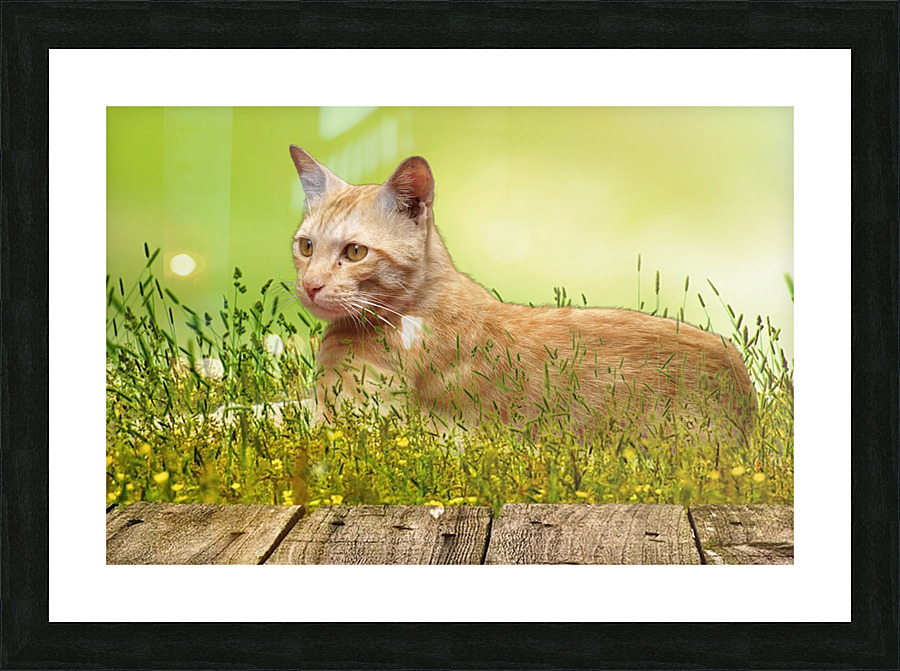 Bucky Relaxing Picture Frame print