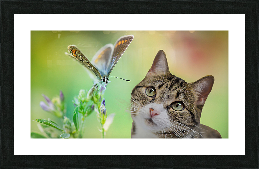 tabby and dragonfly Picture Frame print