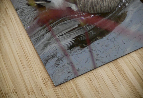 Canada Goose Ron Crough puzzle