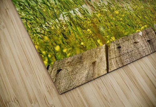 Bucky Relaxing Ron Crough puzzle