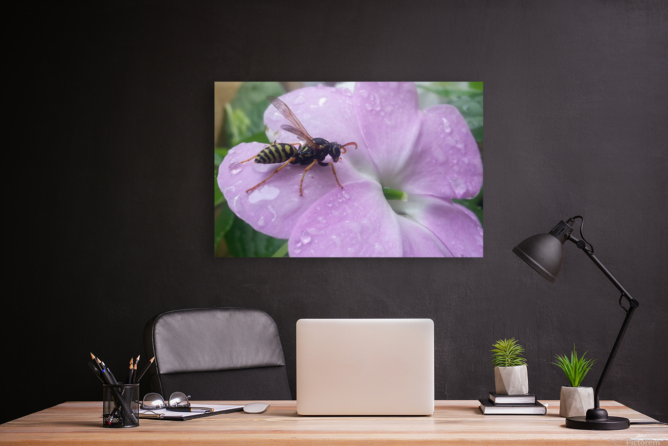 Yellow jacket bee and violet Reproduction