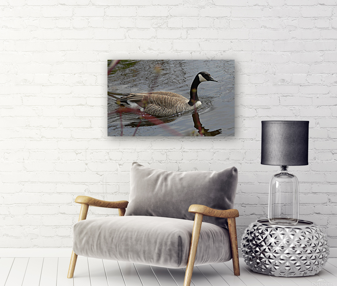 Canada Goose Reproduction