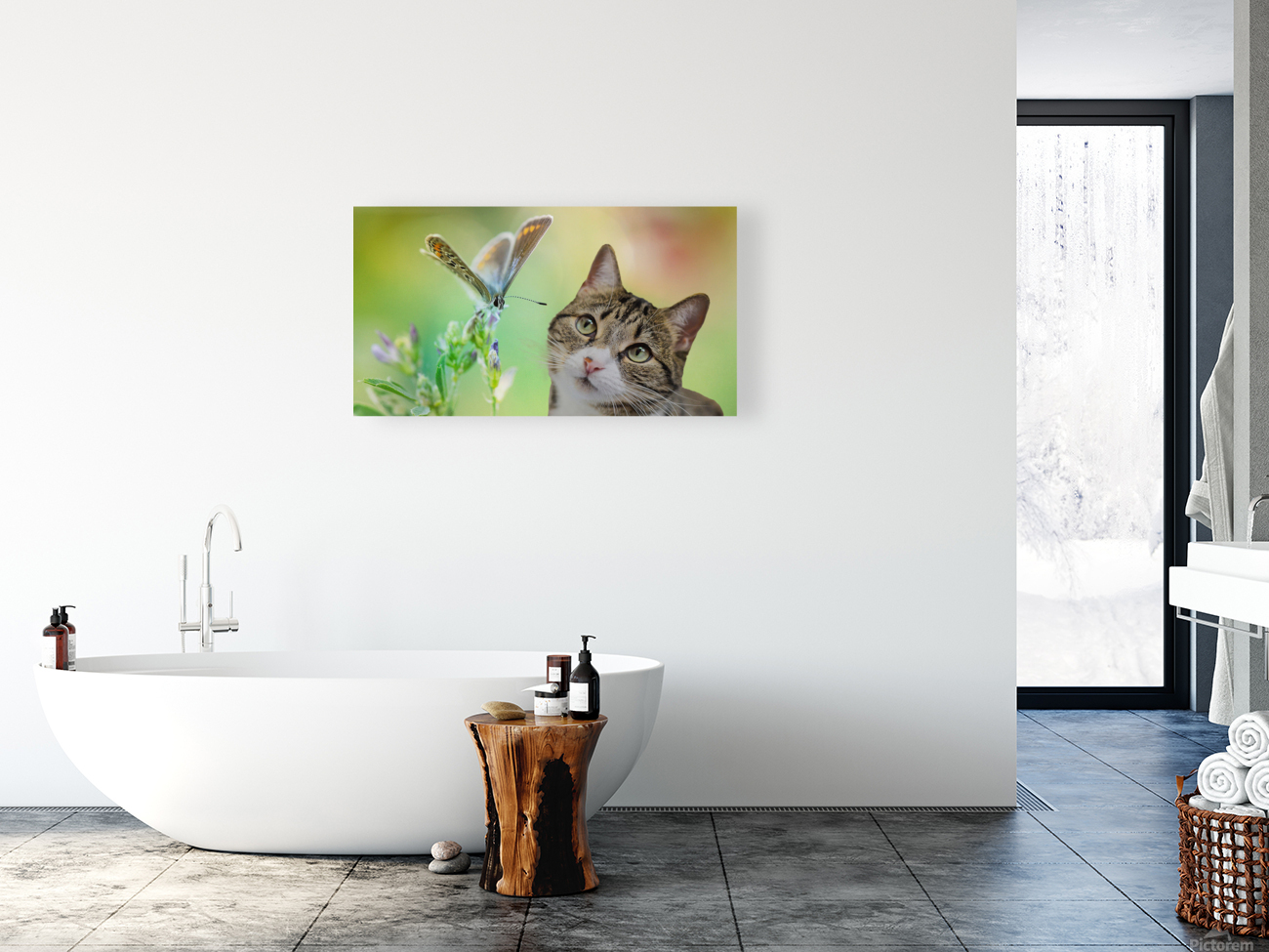 tabby and dragonfly Reproduction