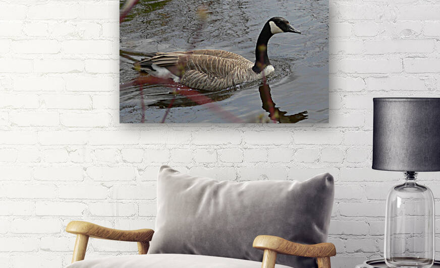 Canada Goose by Ron Crough