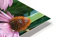 Pollinating Bee HD Metal print