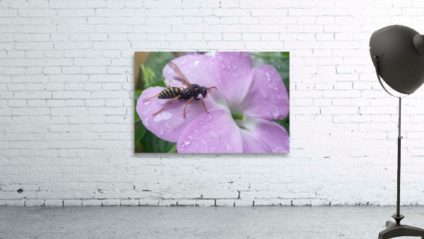 Yellow jacket bee and violet Wall Preview