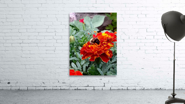 Bee pollinating Wall Preview