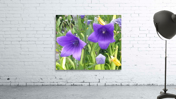 GLADIOLUS Wall Preview
