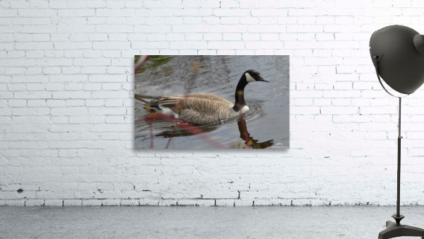 Canada Goose Wall Preview