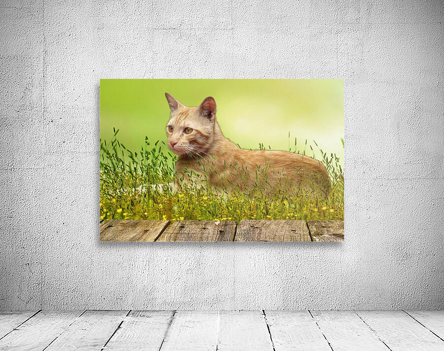 Bucky Relaxing Wall Preview