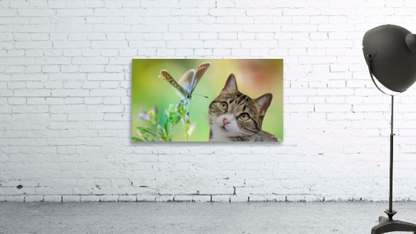 tabby and dragonfly Wall Preview