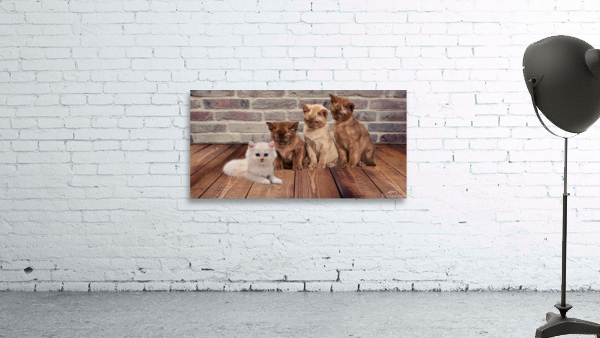 four cats Wall Preview