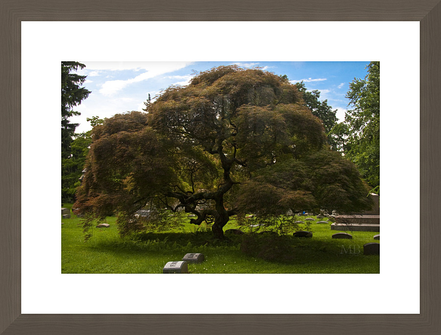 Red Maple Picture Frame print