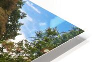 Red Maple HD Metal print