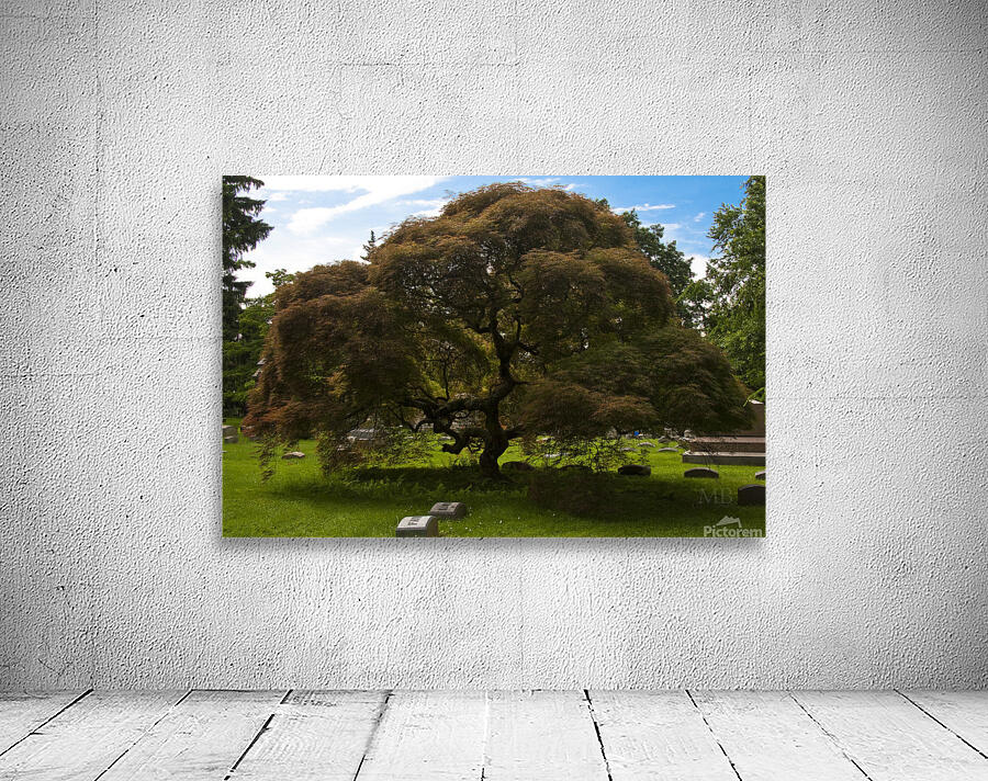 Red Maple Wall Preview