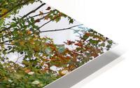 Autumn woods HD Metal print