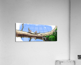 Resting Acrylic Print