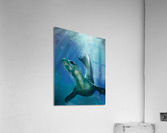 Sea Lion Acrylic Print