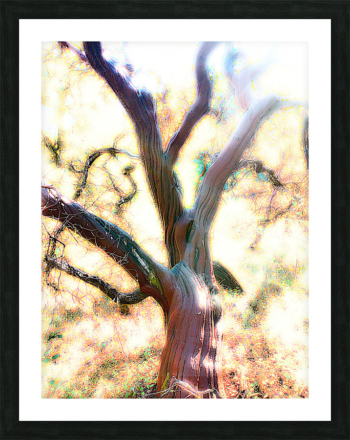Manzanita Picture Frame print