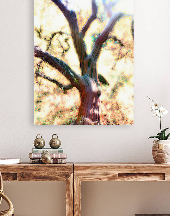 Manzanita by Robert Stretch