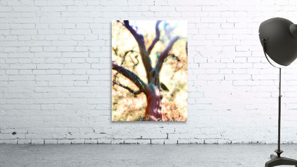 Manzanita Wall Preview