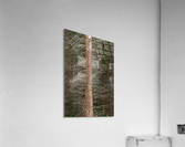 Eucalyptus 01 Acrylic Print