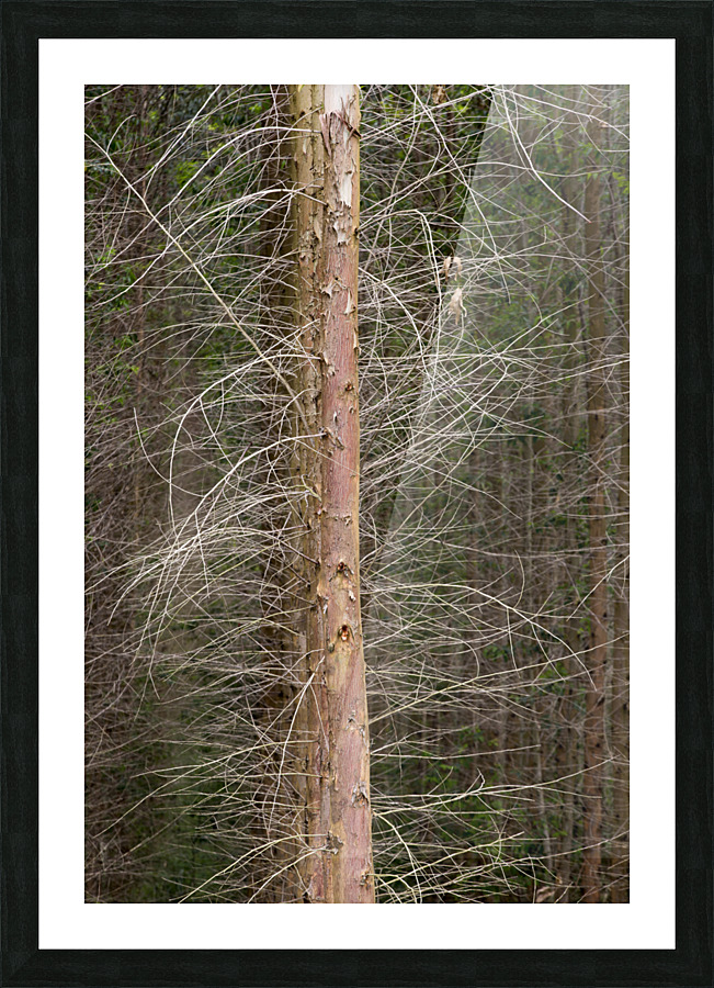 Eucalyptus 01 Picture Frame print