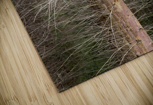Eucalyptus 01 fabiomsalles puzzle