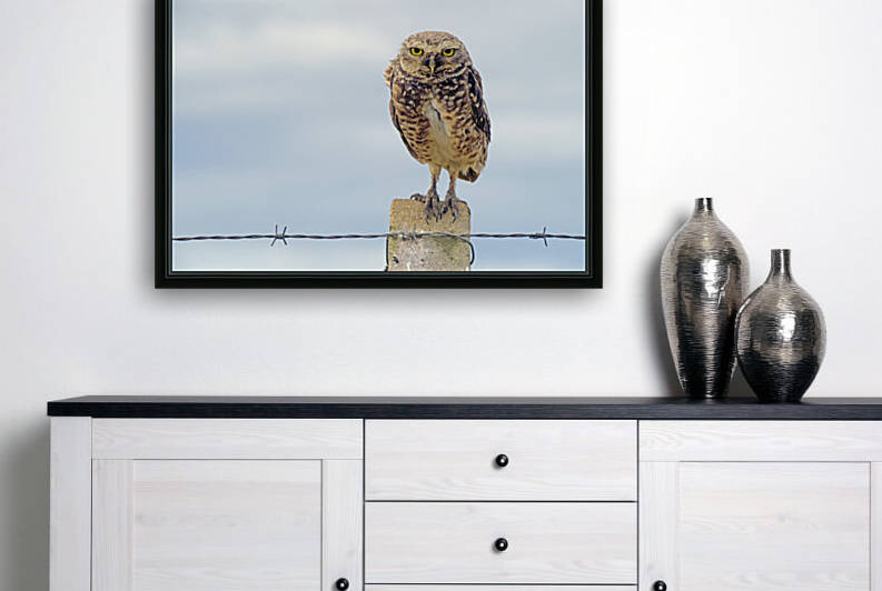 Animal bird Burrowing owl Brazil 01 by fabiomsalles